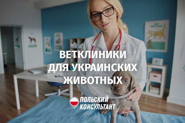 Какие ветклиники в Польше предоставляют помощь животным из Украины