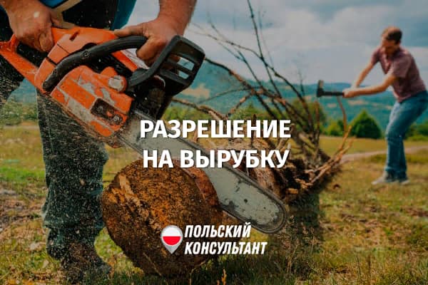Как оформить разрешение на вырубку деревьев в Польше?