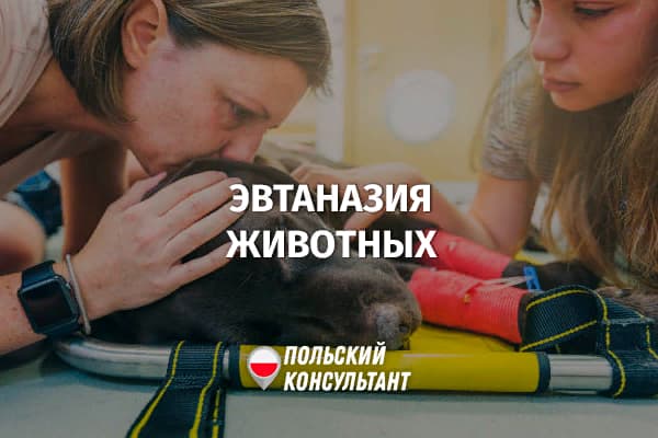 Как усыпить животное в Польше?