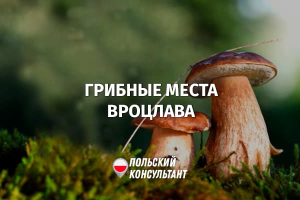 Где можно собирать грибы во Вроцлаве?