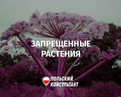 Какие растения запрещено выращивать в Польше?