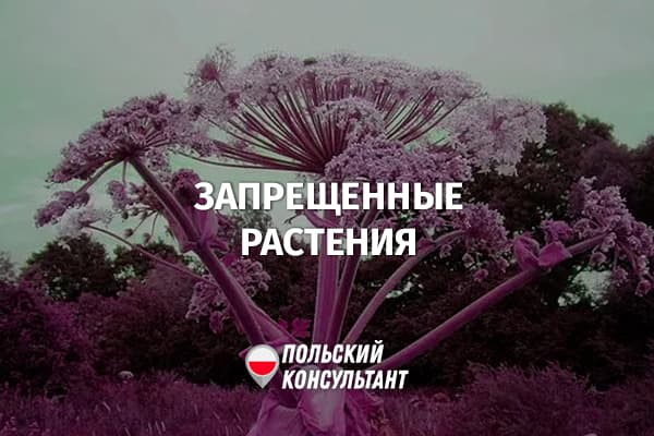 Какие растения запрещено выращивать в Польше?