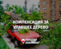 Что делать, если на машину в Польше упало дерево?