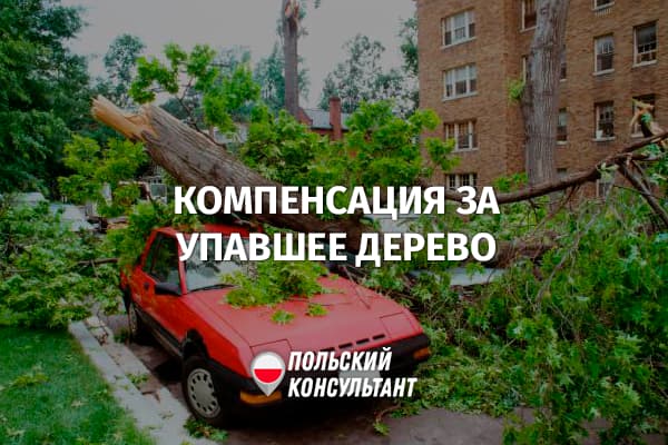 Что делать, если на машину в Польше упало дерево?